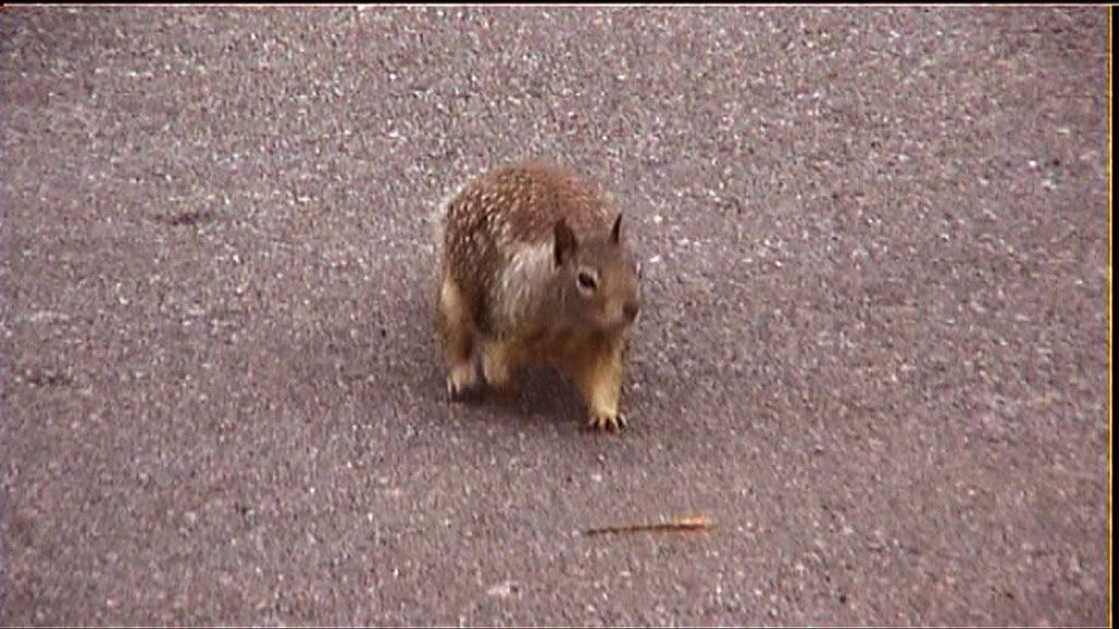 Squirrel near San Simeon @ Tolfalas.com