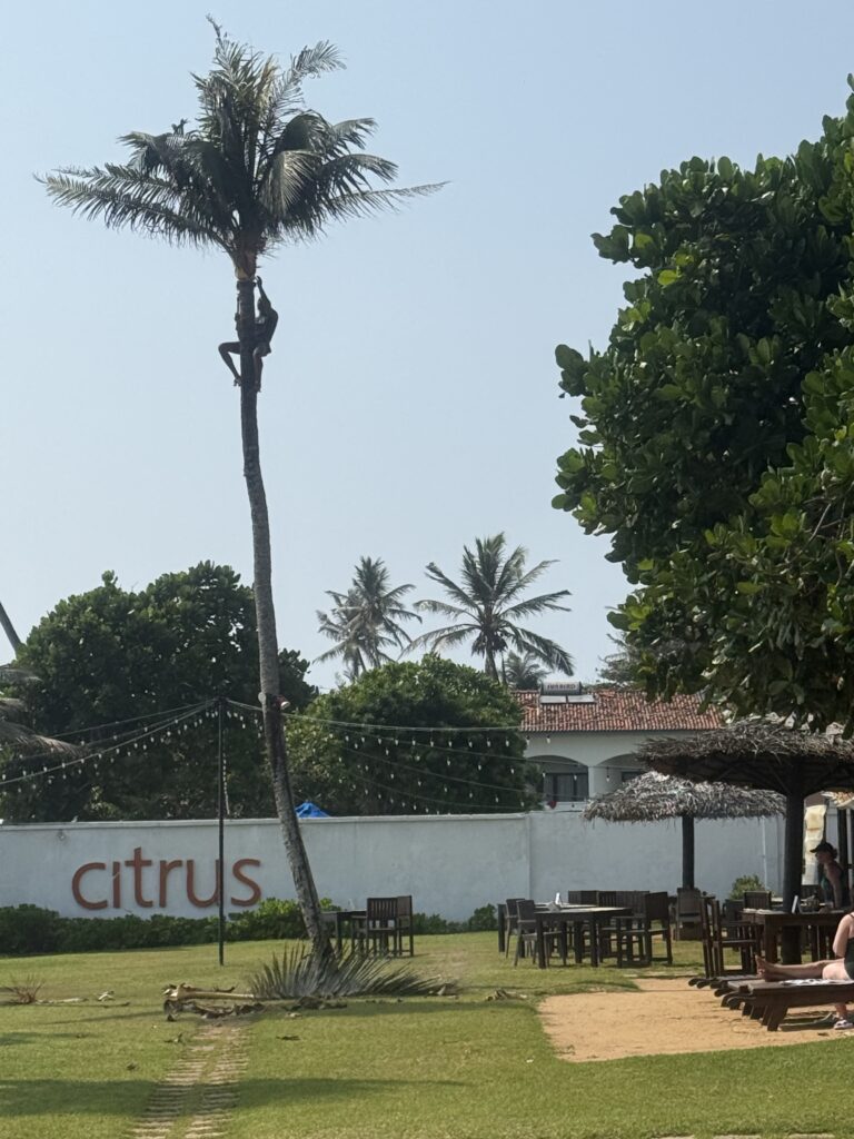 Trimming the coconut palms