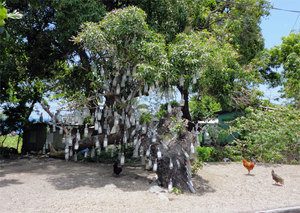 Caribbean-14-Stkitts Tolfalas - Bottle Tree, St Kitts