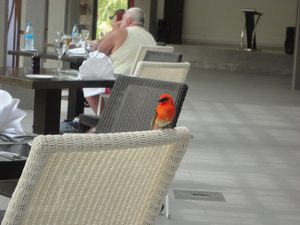 Angry Bird at Crystals Beach - Mauritius @Tolfalas.com